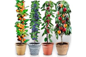 EUROPA GREEN Arbres fruitiers colonnaires - Lot de 4 arbres (cerisier, abricotier, pêcher, prunier) - 80 cm de hauteur - Idéal pour balcon, terrasse, petit jardin - Convient en pots