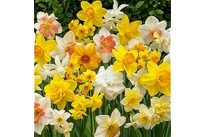 DUTCH BULBS EXCLUSIVE PLANTS FROM HOLLAND Bulbes de Jonquilles Doubles Parfumées - Narcisses Bulbes - 25 Bulbes de Fleurs à Planter Exterieur - Plantes Vivaces Exterieur - Naturelle Plantes de Hollande (pas de graines, non artificielle)