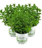 2er Set Grapefruit-Minze (Mentha Suaveolens X Piperita) – Winterhart, Mit Erfrischendem Aroma Für Die Asia-Küche, Von Enseleits Kräuterparadies