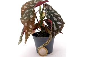 POWERS TO FLOWERS - BEGONIA MACULATA MINI IDEALE PER TERRARIUM, pianta vera
