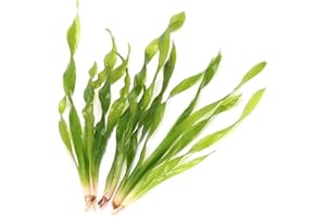 K2AQUA 5 X Vallisneria Torta Twisted Corkscrew Vallis Live Aquarium Plant Ideal for Freshwater Tropical Aquascapes Natural Midground Decoration