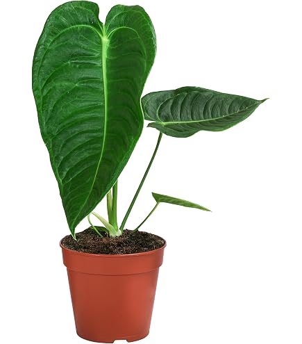 NatureHolic Zimmerpflanze Anthurium Queen of Hearts - tropische  Blattschmuckpflanze - groe dunkelgrne herzfrmige Bltter - Pflegeleichte  echte Pflanze : Amazon.de: Garten