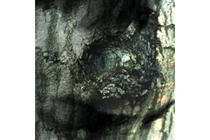 Waltz Of The Monsters