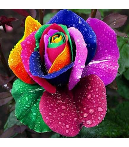 Semillas De Rosas Trepadoras Naranja | Cuotas Sin Interés - Foto 7