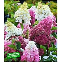 BALDUR-Garten Freiland-Hortensie Fraise Melba®, 1 Pflanze Hydrangea winterhart