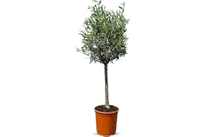 Mediterraner Olivenbaum Olea Europea - Frostfester Lechín bis -18°C - 100 cm Höhe, dichte Blattkrone