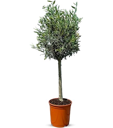 Olivenbaum, Stamm, (Olea europea), Tragen dieses Jahr Oliven, krftige  Bume, (ca. 80cm hoch, im ca. 19cm Topf) : Amazon.de: Garten