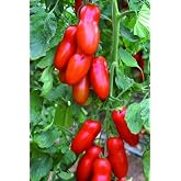My Seed World San Marzano Tomato Seed / 10+ Seeds