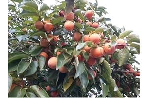 TREE ONLINE NURSERY Sharon Fruit, Diospyros kaki, Japanese Persimmon, Edible, Fruit, Cinnamon Coloured Flesh, 5-7cm Tall, Seedling (Needs to be Grown in its Pot Until Summer 2023)