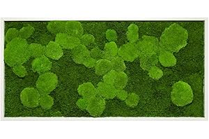 MOOS DESIGN Moosbild Pflanzenbild mit Kugelmoos und Flachmoos versch. Maße günstig (Weiß, 110x55 cm)