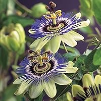 2 Passiflora caerulea | Passionsblume | Gartenpflanzen winterhart | Exotische Pflanzen | Höhe 65-75cm | Topf-Ø 15cm