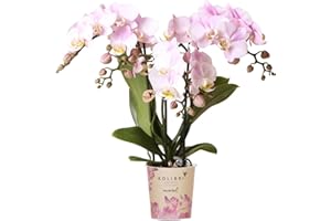 Kolibri Orchids | Rosa Phalaenopsis Orchidee - Portugal - Topfgröße Ø9cm | Blühende Zimmerpflanze - Frisch vom Züchter