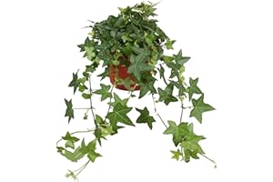 DECOALIVE Hiedra de Interior Planta Natural Hedera Helix Hiedra Mini Enredadera Natural, 8436601570055