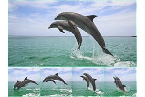 EDITION COLIBRI Carte postale 3D avec image changeante saut de dauphin