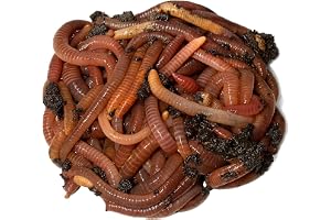 Wormi Vermi Live Axolotl Food, Premium Dendrobaena Worms, 100g | Gut-Loaded Earthworms, Healthy Growth & Vitality, Live Arriv