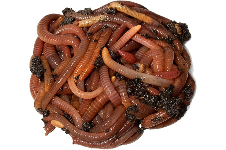 Wormi Vermi - Live Axolotl Food -Premium Dendrobaena Worms - Gut-Loaded Earthworms for Healthy Growth & Vitality - Live Arrival Guarantee - High Protein Diet for axolotls.100g