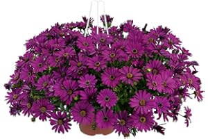 Osteospermum 'Erato Basket Purple'. Plug Plant x 4. African Daisy. Trailing Flowers for Hanging Baskets. Available from Bedwen Plants.