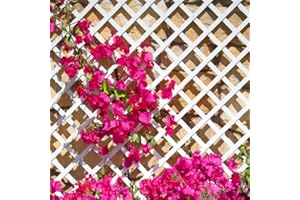 CATRAL Celosia Pvc 48 Mm 1X2 M Blanco | Decoración Exterior | Cerramientos | Perfecto Para Ambientes Modernos