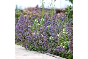 PERAGA GARDEN 1 PIANTA DI NEPETA ERBA GATTA IN VASO 12CM