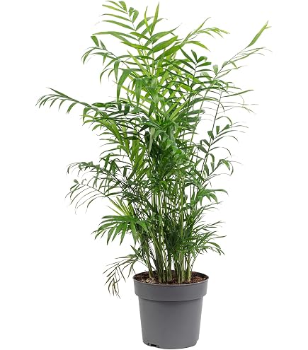 wanddeko monstera Monstera Obliqua Fensterblatt Wanddeko – ebenkunst.de main image 0