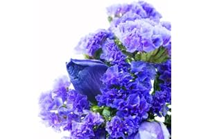 LEGUTKO Semillas de Blue Statice - Limonium sinuatum