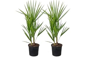 Bloomique - Set de 2 - Chamaerops humilis - Palmito europeo - Palmera resistente - Plantas de jardín - Altura 40-50 cm - Maceta 15 cm