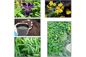 Lincolnshire Pond Plants Ltd - XS Pack Louisanna Black Gamecock - 3 Marginal Plants & 1 Oxygenating Plant - Live Water Plant Aquatic Pond Lake Marginal