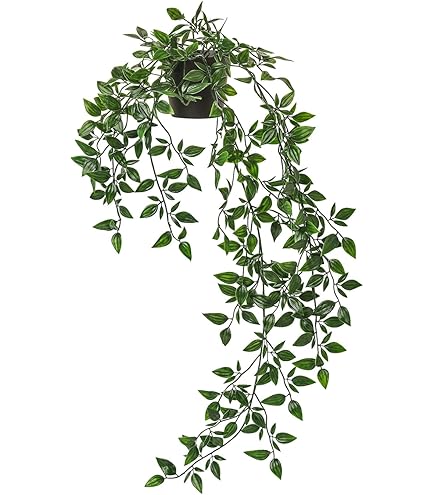 ligustrum variegatum Variegated Ligustrum – Liberty Landscape Supply main image 0