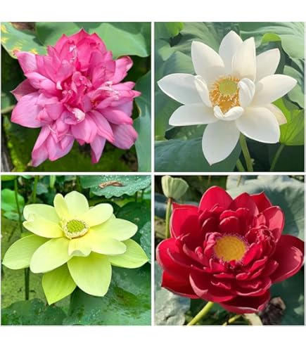 30 Semi Fiori Di Loto Bonsai - Ninfee Acquatiche Pre-Radicati | Per Laghetti E Giardini - Foto 2