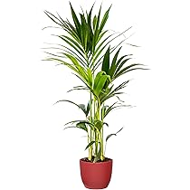 Alberello Di Ulivo Vero Olea Europaea - Pianta Mediterranea In Vaso 17cm, Altezza 60cm - Foto 6