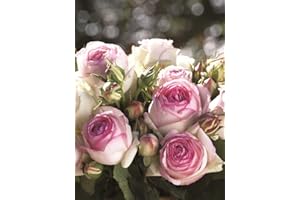 KÜHR BAUM- U. ROSENSCHULEN Romantica Rose Eden Rose 85 in 5 Litre Pot