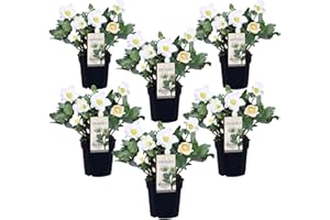 Plant in a Box - Helleborus niger Mont Blanc - Set di 6 - rose natalizie resistenti - piante da giardino - Vaso 12cm - Altezza 20-30cm