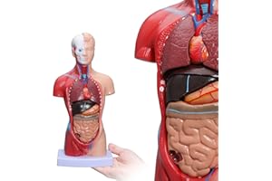 bcenyaz Human Body Model - Human Torso Anatomy Model 15 Pcs Removable Parts with Heart Visceral Brain Skeleto for Preschool & School Science Medical Education Display 28cm/11in