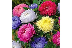 PERZOE 100 piezas de flores de crisantemo raras, semillas de plantas, decoración de balcón de bonsái para jardín de casa Semillas de crisantemo