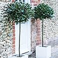 Standard Bay Tree Hardy Garden Evergreen Laurel 2 x 4L Pots 1m Tall by Thompson and Morgan (2)