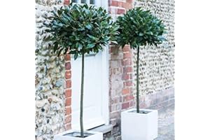 THOMPSON & MORGAN Standard Bay Tree Hardy Garden Evergreen Laurel 2 x 4L Pots 1m Tall by Thompson and Morgan (2)