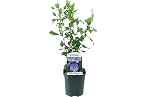GREEN BOUTIQ GreenboutiQ - Arbustes - Hibiscus syriacus Oiseau Blue - Fleurs Bleues - 1 Plante - Feuilles Caduques - Peu d'Entretien - Pot 17cm Hauteur 45cm