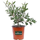 Pianta di Callistemon pianta da esterno pianta da giardino pianta Ornamentale in vaso pianta vera di Callistemon venduta da e
