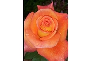 GOWLERS PLANTS Dawn Chorus Hybrid Tea Rose Bush 3ltr Pot