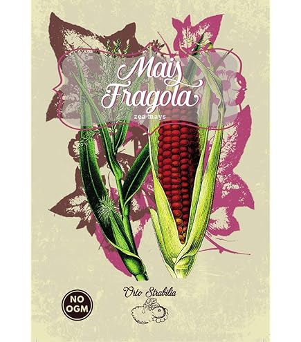 Fiorura Gigante Di Giganteum Dell'allium Della Cipolla Poche Palle Dei Fiori Sboccianti Image117253671 - Foto 4