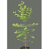 Seedeo Sumpfzypresse Taxodium distichum Pflanze 2,5 Jahre alt