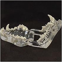 Kznifmk Hunde Gebiss Modell Transparent - Anatomisches Zahnmodell Für Tierärzte