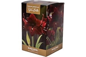 PERFECT PLANTS Amaryllis Bulb Indoor Black Pearl Amaryllis Bulb Gift with Pot