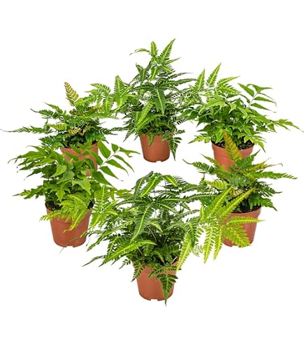 Tohum Essbare Farn-Gemsesamen, seltene Liebe Farn-Samen, Kletterpflanzen  fr Zuhause, Garten, Zierpflanze, Semillas, 100 Stck/Beutel : Amazon.de:  Garten
