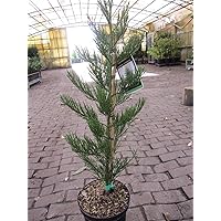 Baumschule Pflanzenvielfalt Sequoiadendron giganteum Greenpeace - Riesen-Mammutbaum Greenpeace