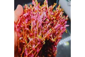PARTY IN MY PLANTS 5X Loose Rotala Rotundifolia Indica Easy Live Aquarium Red Pink Plant