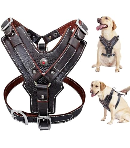 Franse Bulldog Honden Ras: Karakter, Levensduur & Prijs Franse Bulldog Honden Ras: Karakter, Levensduur & Prijs