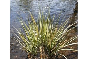 WASSERPFLANZEN WOLFF - 4er-Set im Gratis-Pflanzkorb - Acorus gramineus - Zwergkalmus - Graskalmus - winterhart!