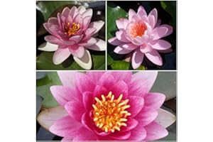 NATURAVIVA BASSANO 3 PIANTE IN VARIETA' PREGIATE NINFEA RUSTICA RESISTENTE LAGHETTO STAGNO TINOZZA PRONTE PER FIORIRE - ROSA