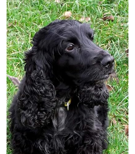 DIY 5D Diamond Painting Kit Completo Drill Cocker spaniel Pittura Diamante Mosaico Fai da Te Kit Strass Ricamo Punto Croce Pasted Arts Crafts per la Decorazione della Parete di Casa 100x140cm 40x56in